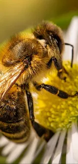 Macro shot of a bee on a daisy.