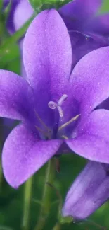 Close-up of a vibrant purple flower with lush green background.