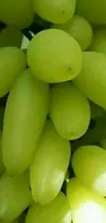 Plant Food Fruit Live Wallpaper