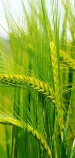 Plant Grass Agriculture Live Wallpaper