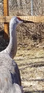 Plant Grass Bird Live Wallpaper