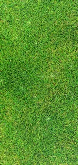 Plant Grass Green Live Wallpaper