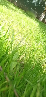 Plant Grass Leaf Live Wallpaper