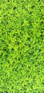 Plant Grass Pattern Live Wallpaper