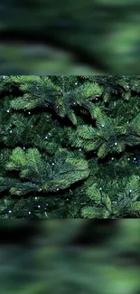 Lush green pine tree branches, creating a tranquil forest wallpaper.