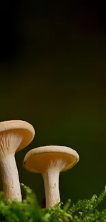 Plant Mushroom Botany Live Wallpaper