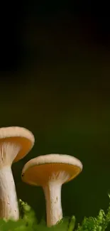 Plant Mushroom Water Live Wallpaper