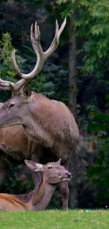 Plant Natural Environment Elk Live Wallpaper