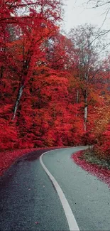 Winding road through vibrant red autumn forest