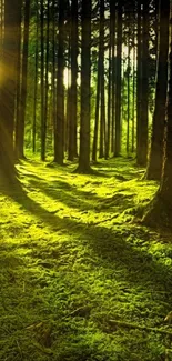 A sunlit forest with lush green moss and tall trees.