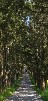 A serene forest path surrounded by tall green trees.