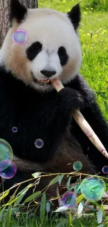 Plant Panda Vertebrate Live Wallpaper