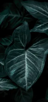 Plant Petal Terrestrial Plant Live Wallpaper