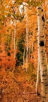 Autumn forest with birch trees and vibrant orange leaves.