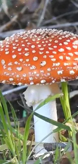 Plant Plant Community Mushroom Live Wallpaper