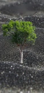 Plant Road Surface Asphalt Live Wallpaper