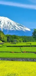 Wallpaper of Mount Fuji with green fields and blue sky.