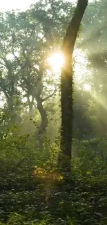 Sunlit forest scene with tranquil trees and sunlight filtering through leaves.