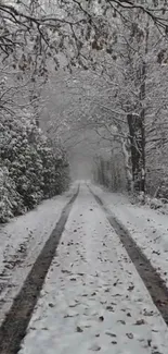 Winter path covered in snow with frosty trees surrounding the trail.