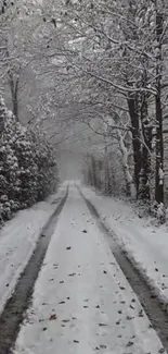 Plant Snow Road Surface Live Wallpaper