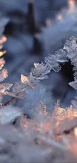 Close-up of frosty, ice-covered branches with soft ambient lighting.