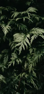 Plant Terrestrial Plant Groundcover Live Wallpaper