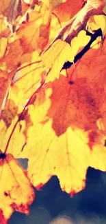 Plant Tree Autumn Live Wallpaper