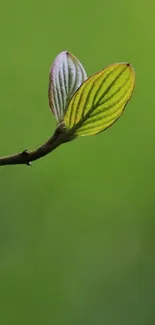 Plant Tree Macro Photography Live Wallpaper