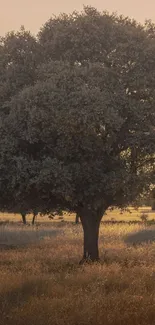 Plant Tree Sky Live Wallpaper