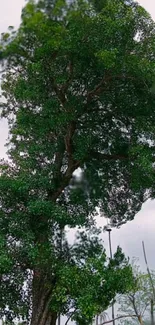 Plant Tree Sky Live Wallpaper