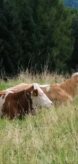 Peaceful cows resting in lush green fields.