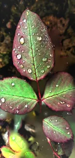 Plant Water Leaf Live Wallpaper