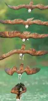 Eagle gracefully diving in a sequence over water.