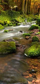 Serene forest stream with lush green moss and autumn foliage.