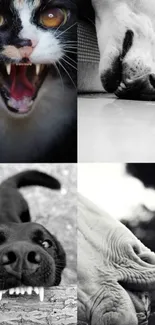 A collage of expressive animal faces in black and white tones.