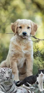 Golden retriever, tiger, and cat in a green forest setting.