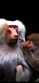 Two baboons interacting in a natural setting, focused and serene.