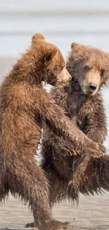 Two playful bear cubs frolic on a sandy beach.