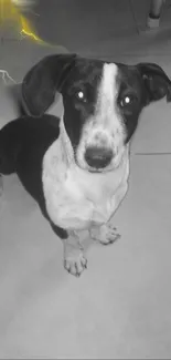 Black and white dog sitting on floor with playful expression.