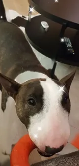 Bull terrier with toy in cozy living room setting.