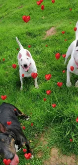 Three playful Bull Terriers on green grass.