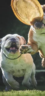 Two bulldogs joyfully leaping to catch a frisbee in a green field.