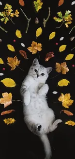 Playful cat on black backdrop with colorful autumn leaves.