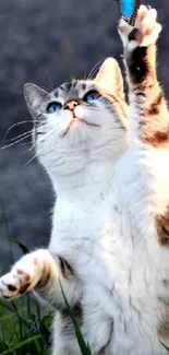 Gray cat playfully reaches for a butterfly in a natural setting.