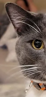 Close-up of a gray cat with yellow eyes and whiskers, perfect for wallpaper.