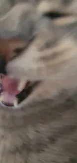 Close-up of a playful cat with detailed facial features and whiskers.