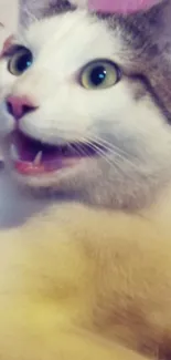 Close-up of a playful cat with an excited expression.