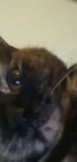 Close-up of a playful tortoiseshell cat staring into the camera.