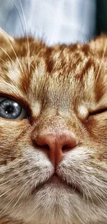 Close-up of a winking orange cat with a playful expression.