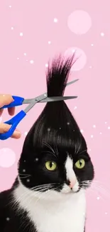 Quirky cat with mohawk haircut on pink backdrop wallpaper.